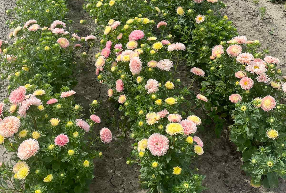 Aster flower seeds