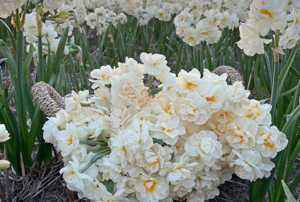 Planting daffodil bulbs 