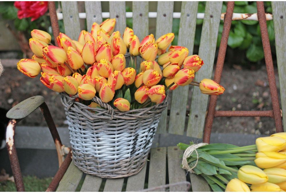 Planting tulips in pots