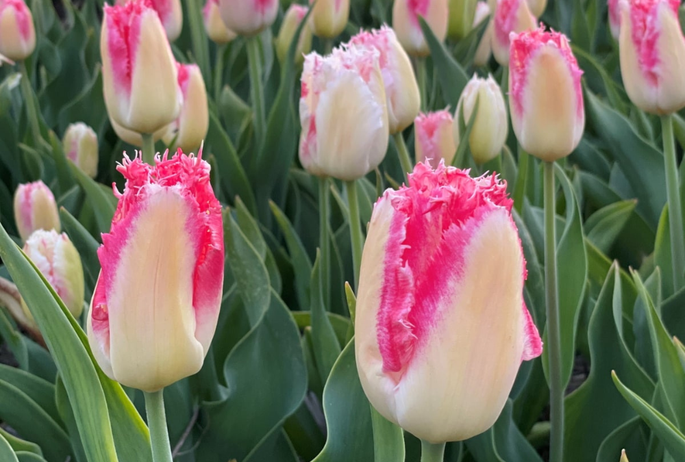 When to plant tulips and narcissus