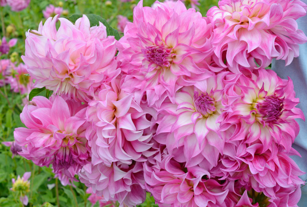 Storing dahlia tubers pink