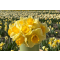 daffodil varieties