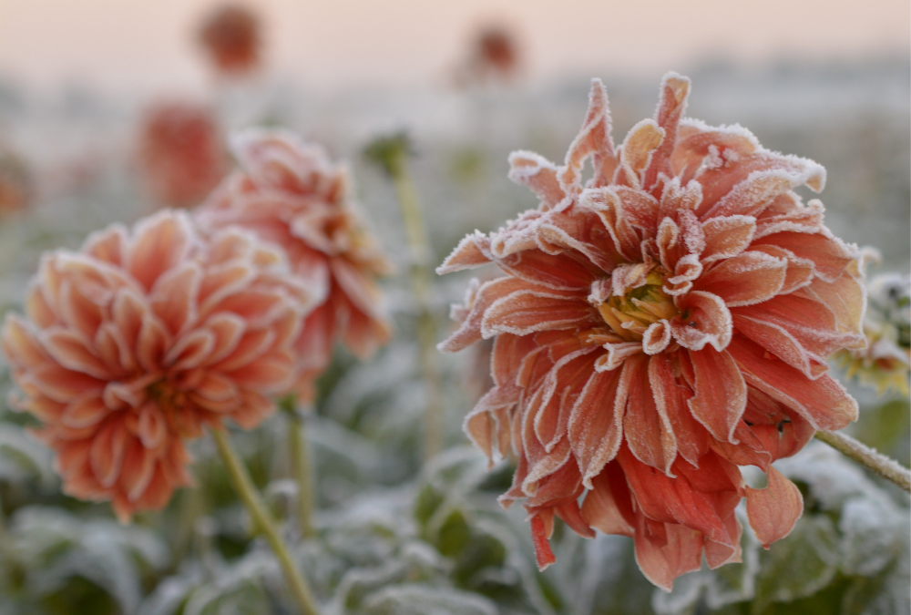 Can I leave my dahlias in the ground during winter?
