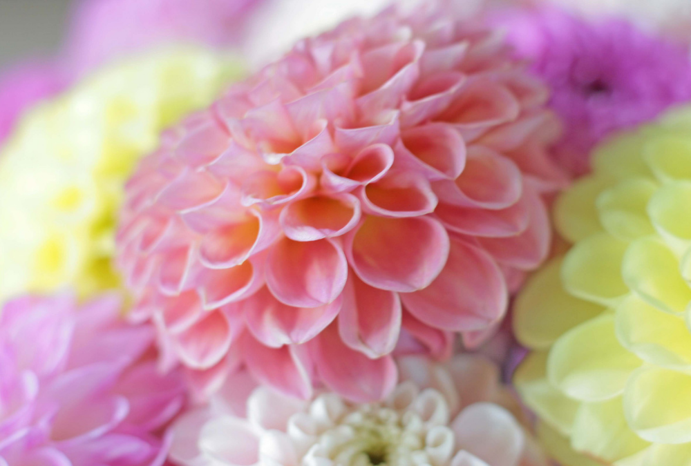 The best tips for enjoying your dahlias