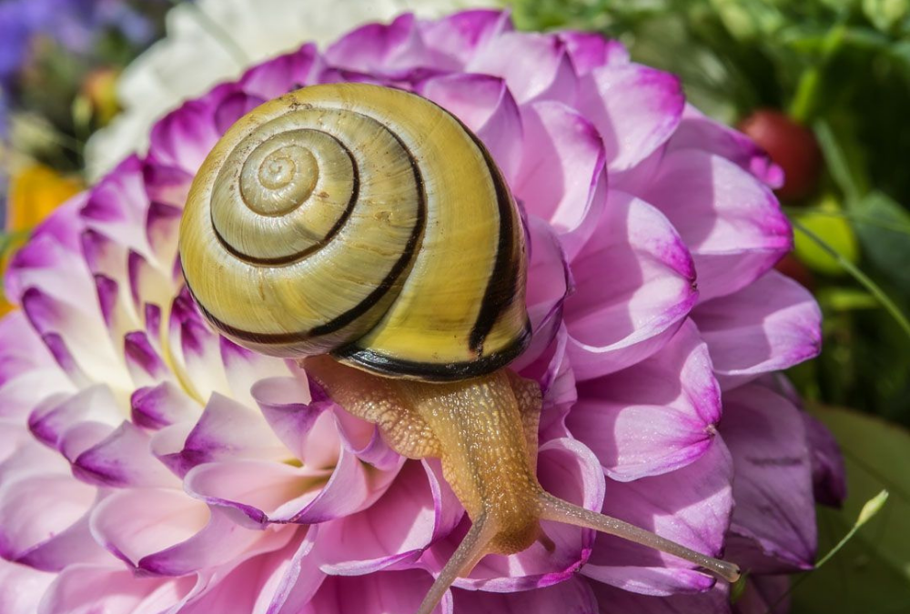 How do I prevent snails in my dahlias?