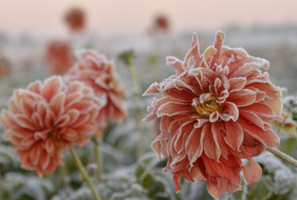 Storing dahlia tubers