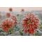 Storing dahlia tubers pink
