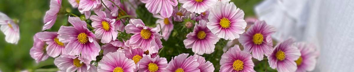 Cosmos Flower Pink