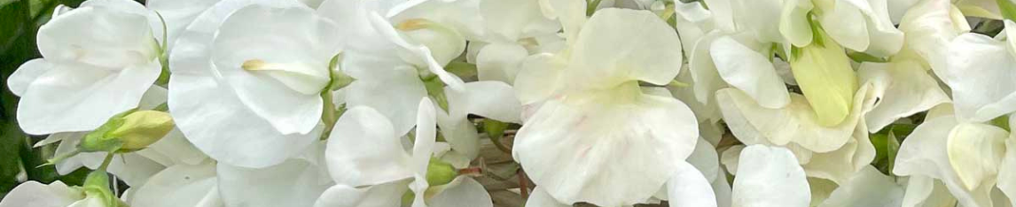 Lathyrus white