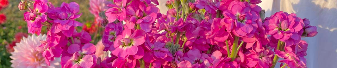 Matthiola Anytime Hot Pink