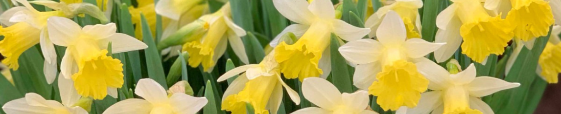 Multi headed daffodils Topolino
