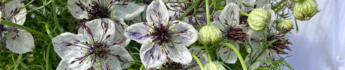 Nigella Flower Delft Blue