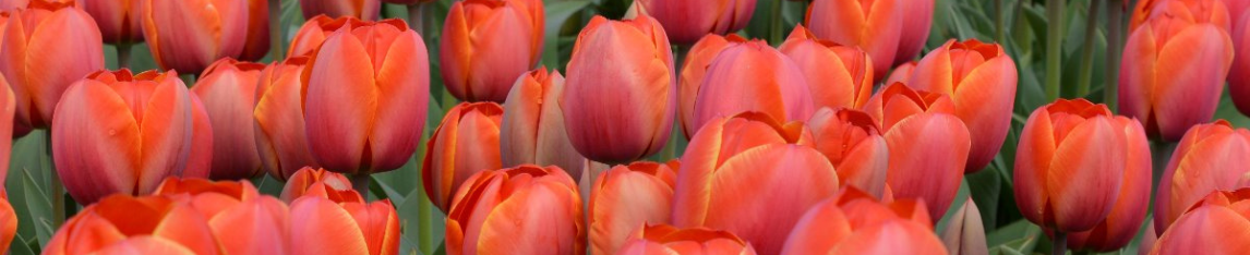 Orange tulips Royal Ad Rem