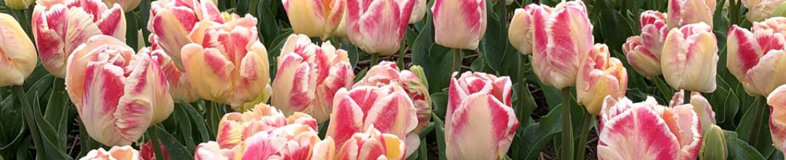 Blushing parrot tulip