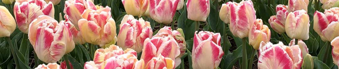 Blushing parrot tulip 