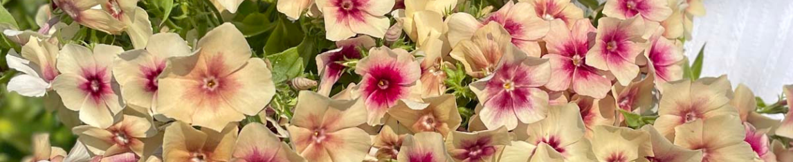 Banner Phlox Cherry Caramel