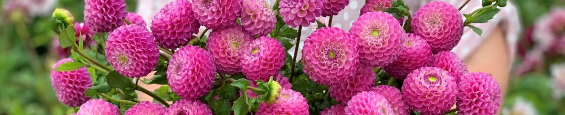 Pompon dahlia pink