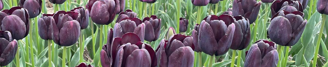 Banner Purple tulips