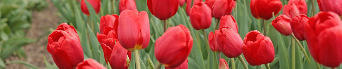 Red tulip Alcatraz