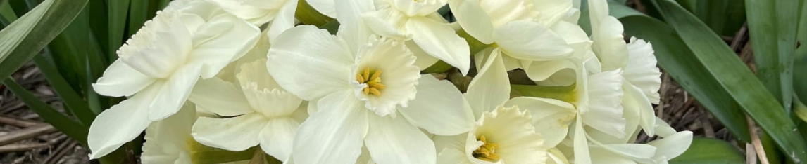 White Daffodil Stainless