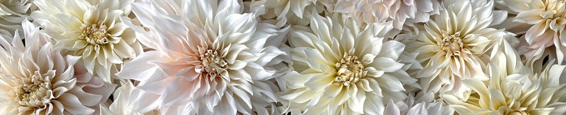 White Dahlia Café au Lait