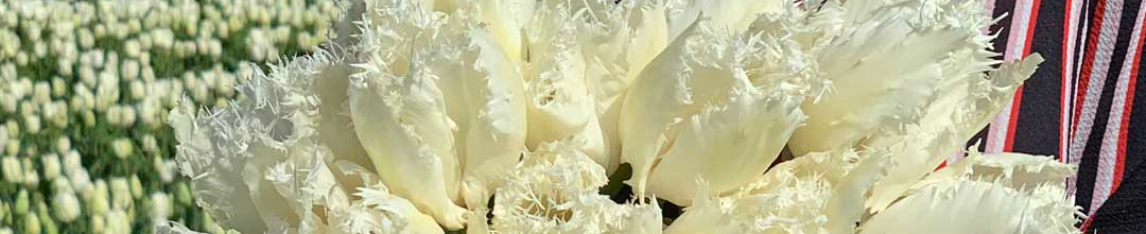 Banner white tulips