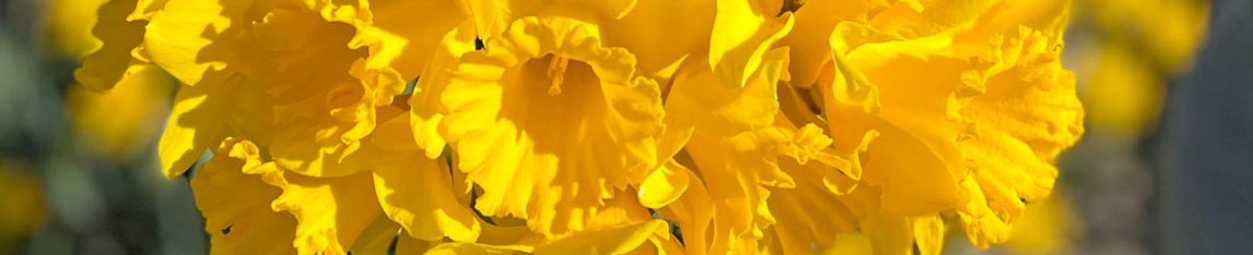 Yellow Daffodil Ballade