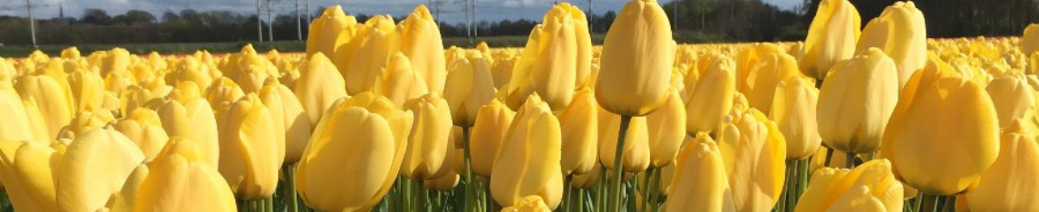 Yellow tulips golden