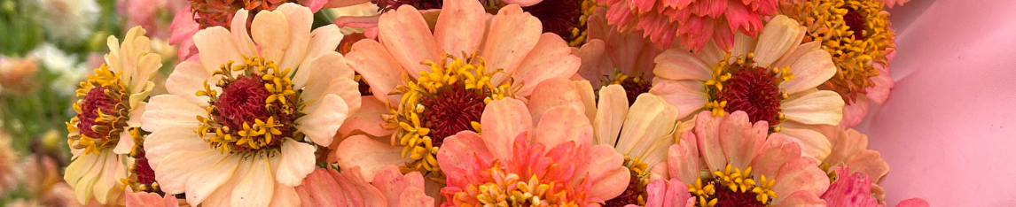 Zinnia Seeds Peach