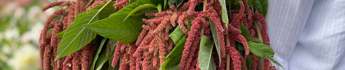 Amaranth Flower Coral