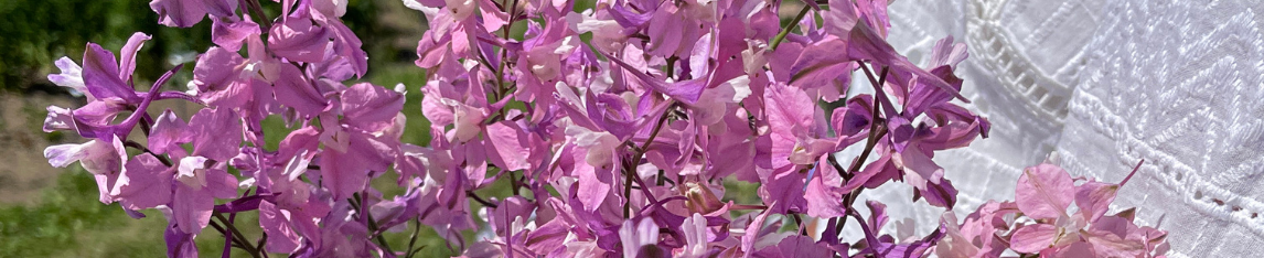 Delphinium flower Misty