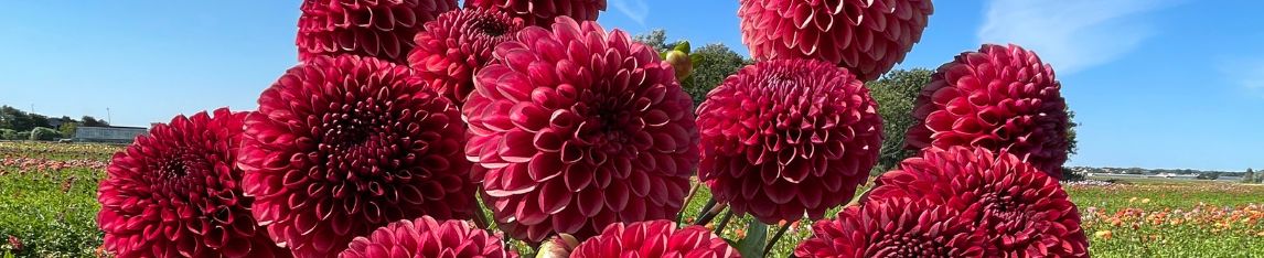 Red Dahlia Copperboy