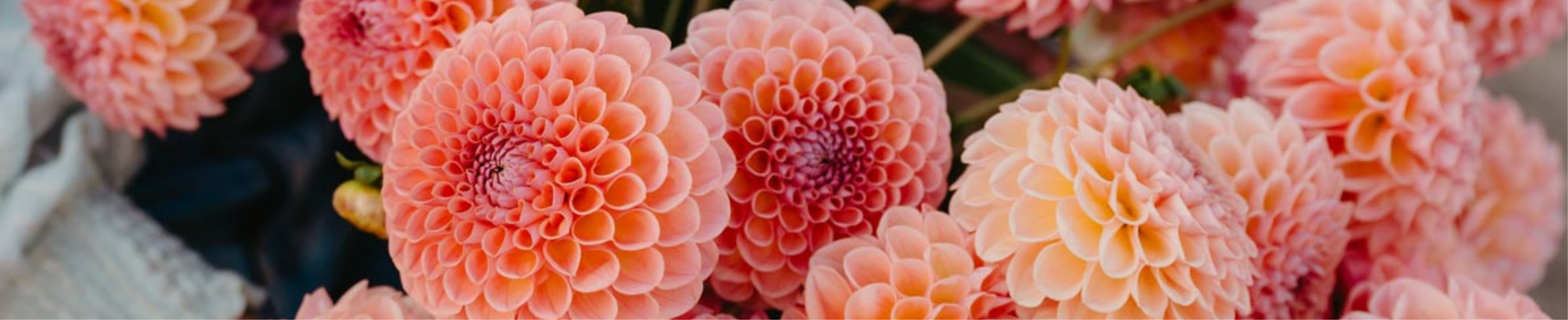 Pink Dahlia Jowey Winnie