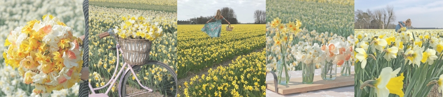 Daffodil fields Daffodil fields