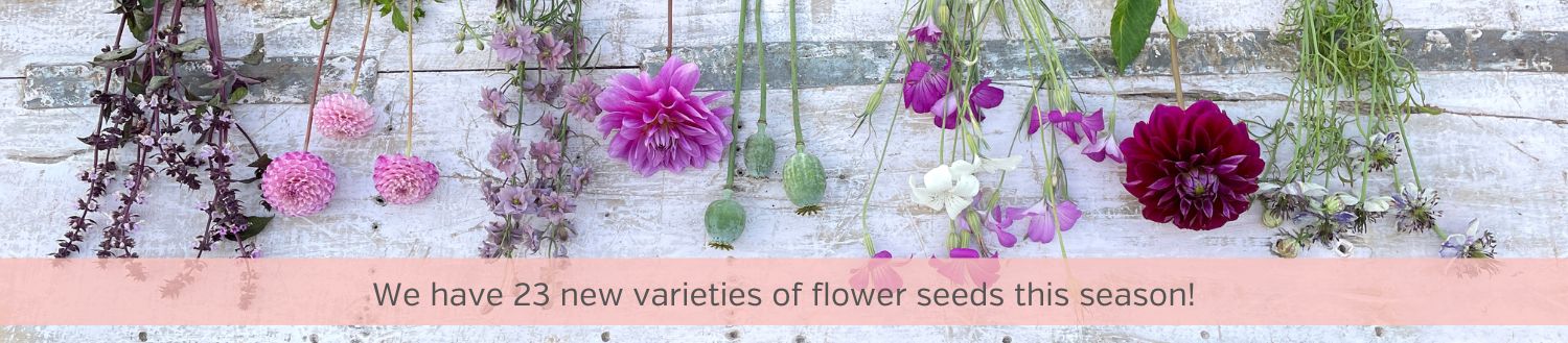 Flower seeds Flower seeds