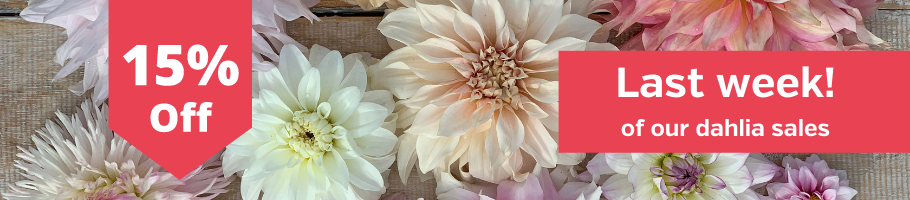 Dahlia tubers Dahlia tubers