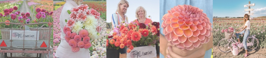 Dahlia fields