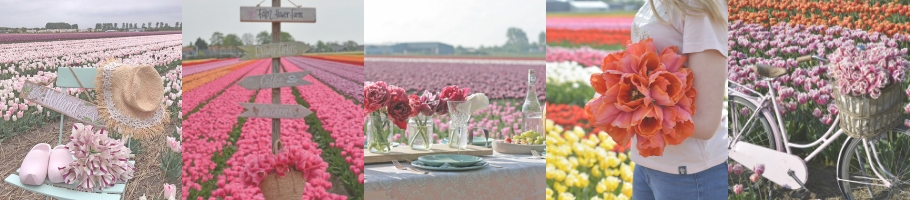 Tulip fields Tulip fields