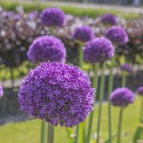 Allium Ambassador!