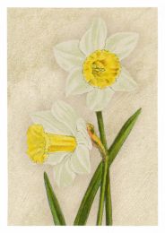 Daffodil Madame De Graaff