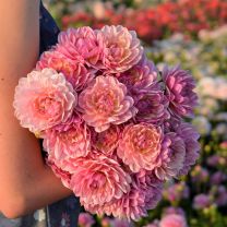 Dahlia Pink Magic