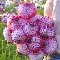 Dahlia Caprozz Pizzazz