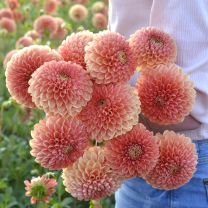 Dahlia Jowey Paula