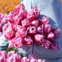 Pink tulip Aafke