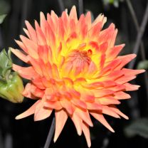 Dahlia Rising Sun