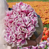 Fringed tulip Hawaii