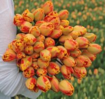 Flamed tulip Banja Luka