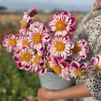 Dahlia Bumble Rumble