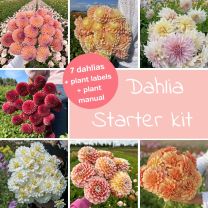 Mix Dahlia Starter Kit (7 dahlias)