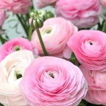Elegance Rosa Chiaro